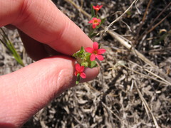 Collomia biflora