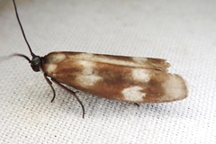 Urodidae