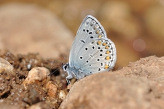 Kretania brethertoni