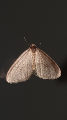 Operophtera brumata