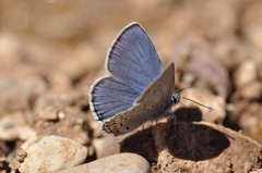 Kretania brethertoni