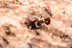 Pheidole rhea