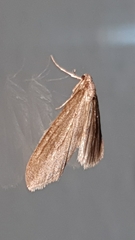 Operophtera brumata