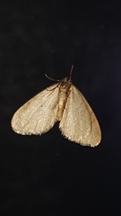 Operophtera brumata