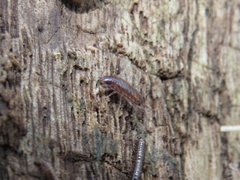 Chaetophiloscia sicula