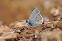 Cyaniris semiargus helena