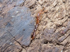 Cryptops leucopodus