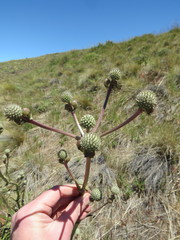 Eryngium paniculatum