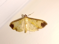 Eulepte