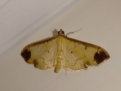 Eulepte