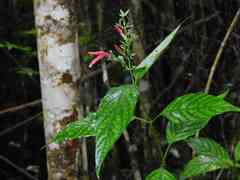 Dianthera secunda