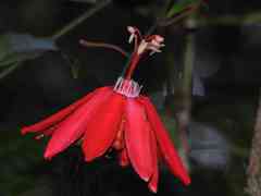 Passiflora glandulosa