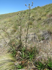 Eryngium paniculatum