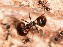 Pheidole rhea