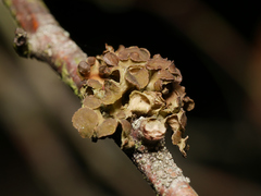 Tuckermanopsis sepincola