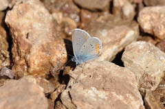 Cyaniris semiargus helena