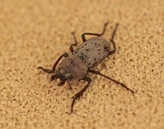 Cacostomus squamosus