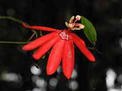 Passiflora glandulosa