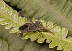 Leptoglossus brevirostris