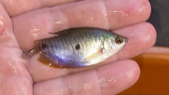 Trichopodus trichopterus