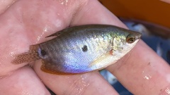 Trichopodus trichopterus