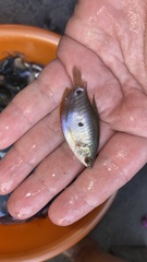 Trichopodus trichopterus