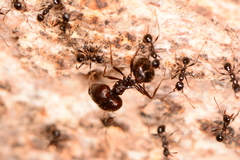 Pheidole rhea