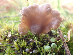 Arrhenia subglobisemen