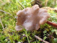 Arrhenia subglobisemen
