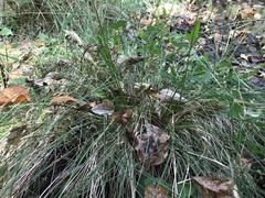 Carex atlantica