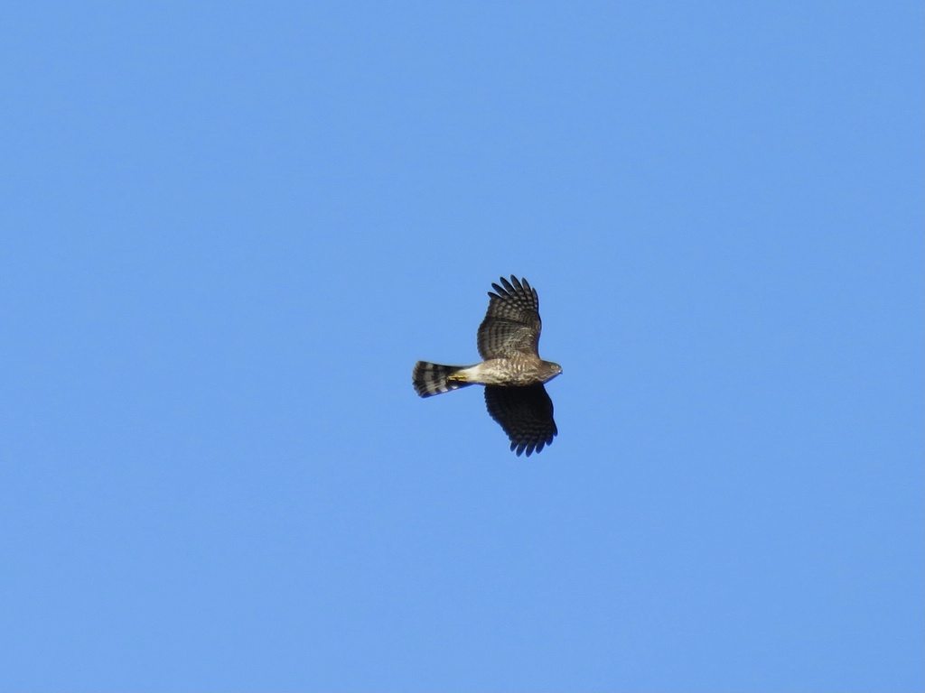 Sharp-shinned Hawk from Munn Rd, Victoria, BC, CA on December 14, 2020 ...