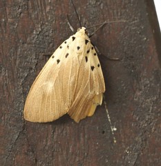 Asota iodamia