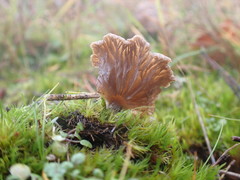 Arrhenia subglobisemen
