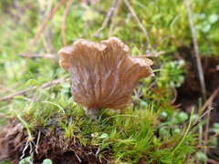 Arrhenia subglobisemen