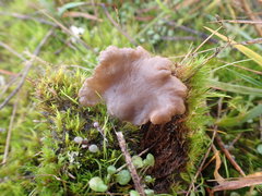 Arrhenia subglobisemen