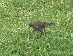 Molothrus bonariensis