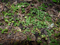 Pterostylis alobula