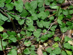 Pterostylis alobula