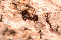 Pheidole rhea