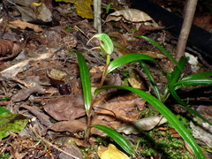 Pterostylis graminea