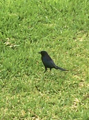 Molothrus bonariensis