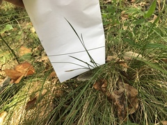 Carex atlantica
