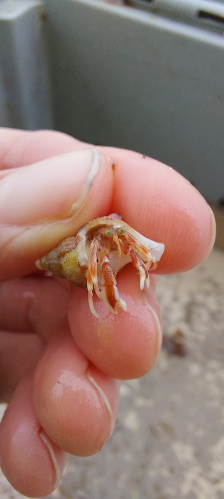 acadian hermit crab