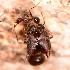 Pheidole rhea