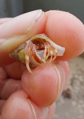 Pagurus acadianus