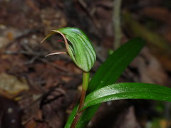 Pterostylis graminea
