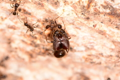 Pheidole rhea
