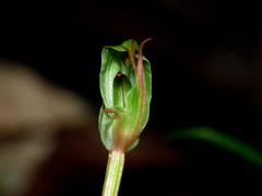 Pterostylis graminea