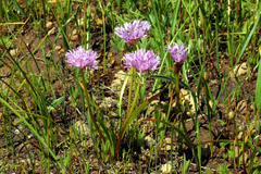 Allium lemmonii