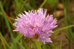 Allium lemmonii